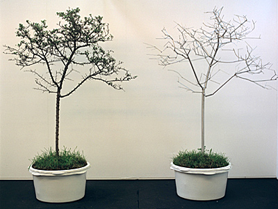 Jinmo KANG, Tree Portrait, 1999 Jinmo KANG, Tree Portrait, 1999